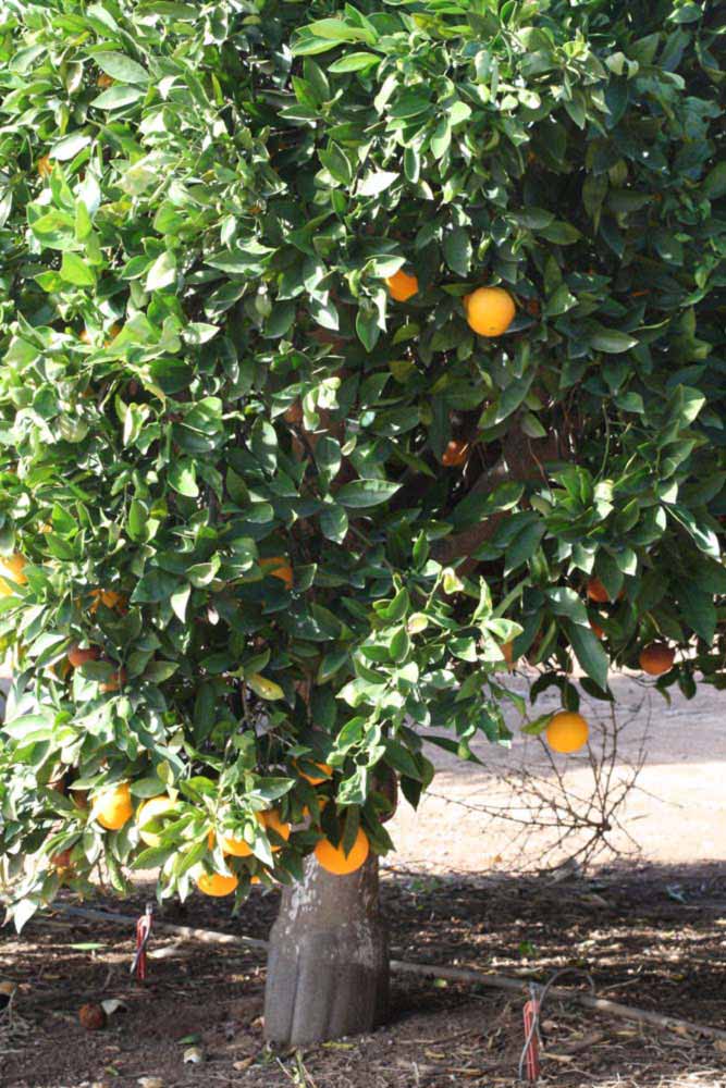            Habit (Riverside, CA)   